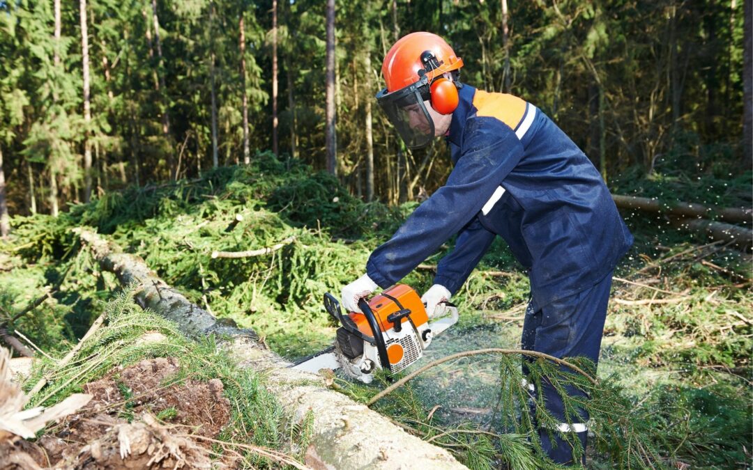 Réalisez vos travaux d’élagage à Molsheim en compagnie des meilleurs experts du Bas-Rhin !