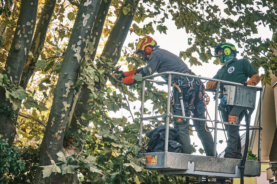 abattage d'arbre à Obernai