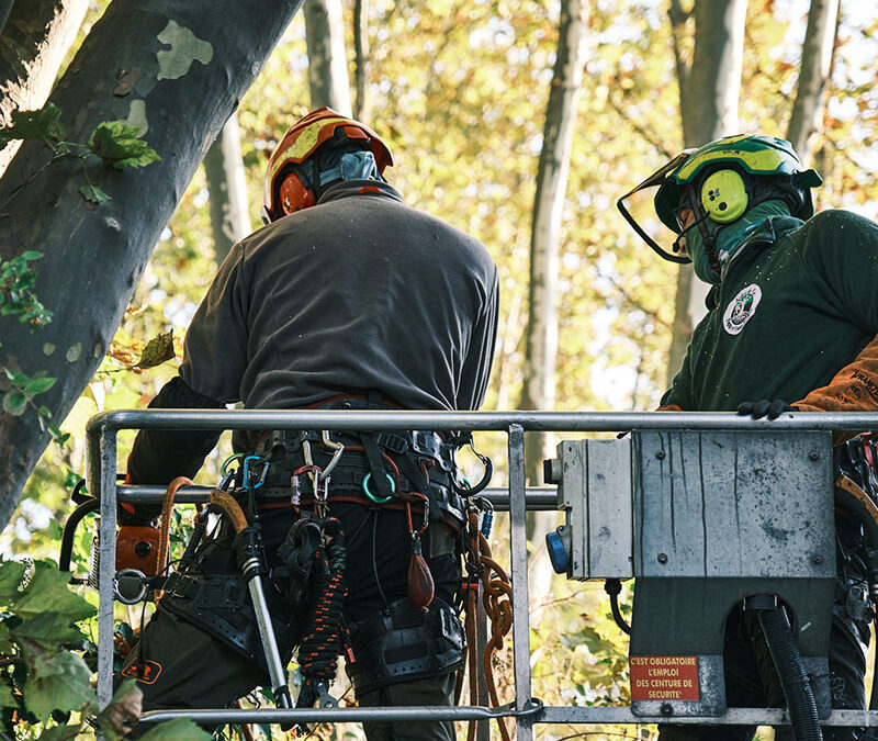 Broyage de bois à Molsheim : nettoyer après élagage, taille ou abattage d’arbre