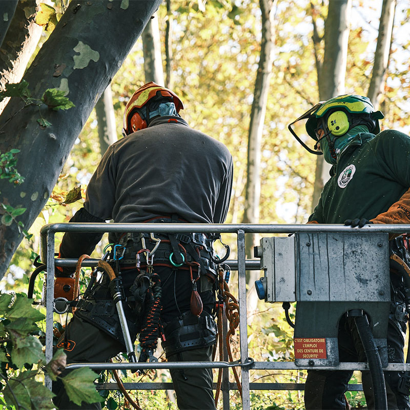 broyage de bois à Molsheim