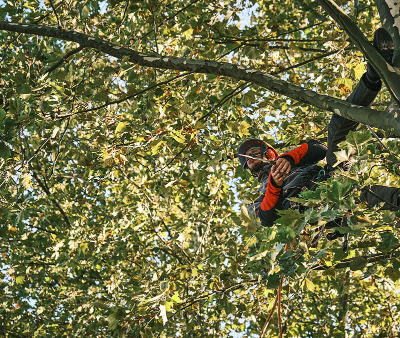 Élagage en Alsace : nos prestations pour vos arbres